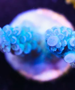 Blue Acropora Frag