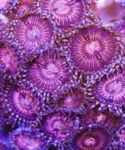 FCC™ Champagne Supernova Per Head