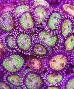 FCC™ WWC Pandora Per Head