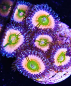 Orange Rainbow Palythoa