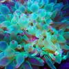 Green Bubbletip Anemone