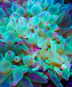 Green Bubbletip Anemone