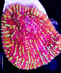 Atomic Cherry Chalice