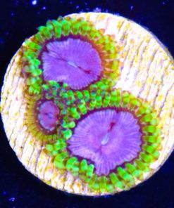 Purple Monster Zoas (Row #16)