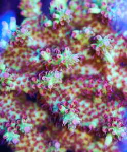 Ultimate Shortcake Frag