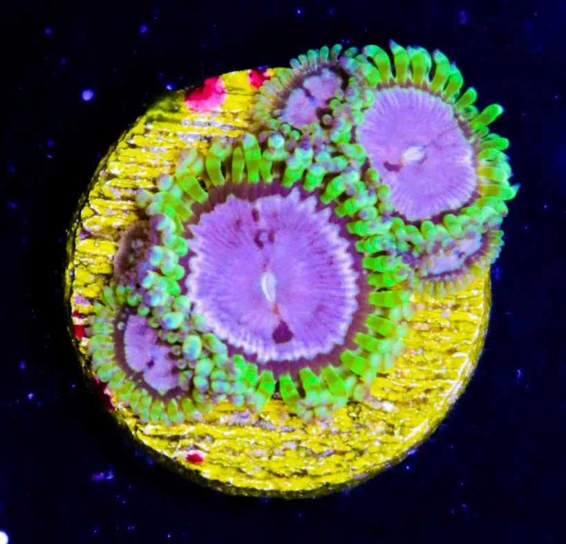 Frag Box Corals