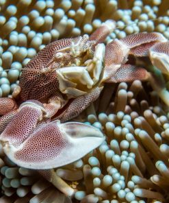 white porcelaine anemone crab