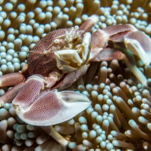 Pom Pom Crabs Anemone Crabs For Your Saltwater Aquarium
