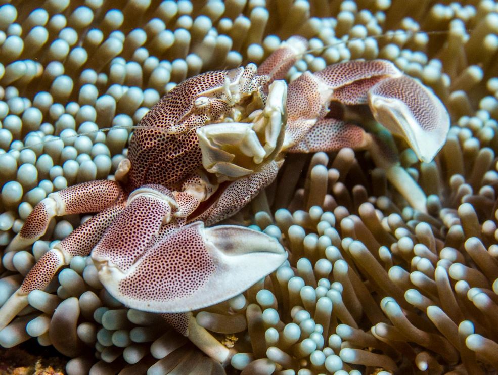 white porcelaine anemone crab