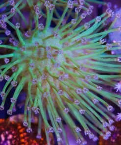 Long Tentacle Japanese Leather Coral **