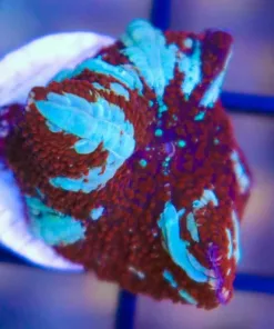 Red Riding Hood Mushroom (Row #89:B)