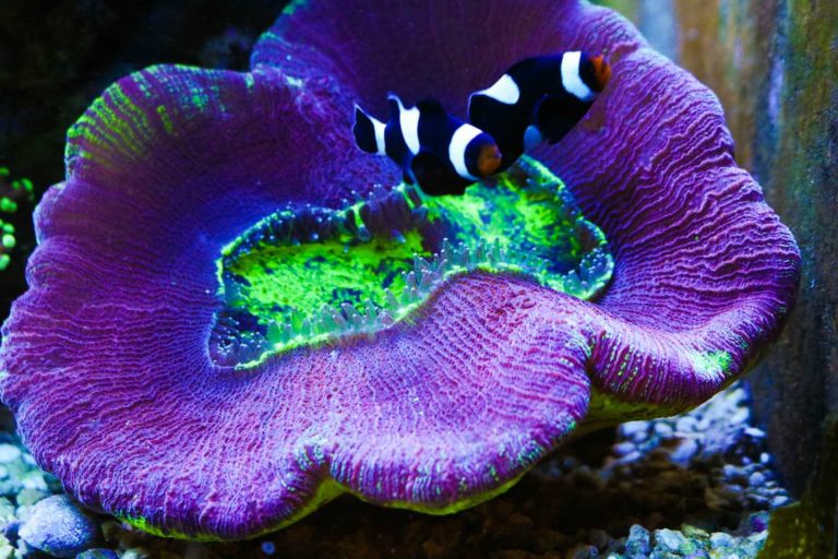 Open Brain Coral Care Frag Box Corals