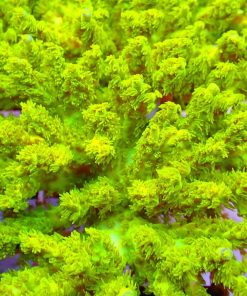 RR Marvin The Martian