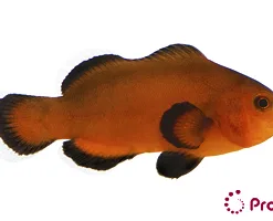 Captive Bred Reese's Naked Clownfish