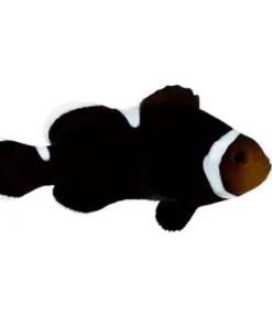 ORA Captive Bred Black Occellaris