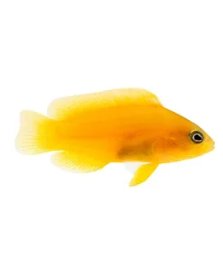 Yellow Dottyback