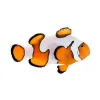 Gladiator Clownfish