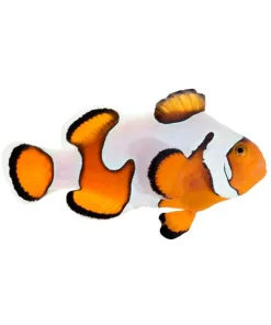 Gladiator Clownfish