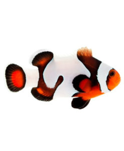 Mocha Gladiator Clownfish