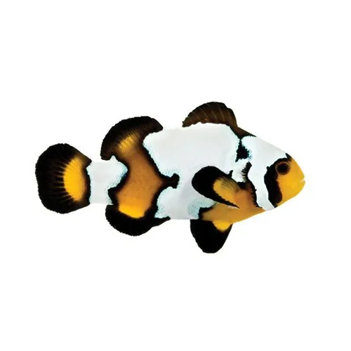 black ice snowflake clownfish