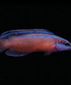 Black Neon Dottyback