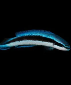 Electric Indigo Dottyback