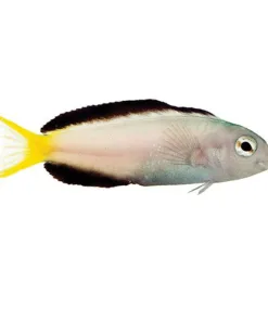 Captive Bred Harptail Blenny