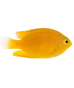 ORA Captive Bred Lemon Damselfish