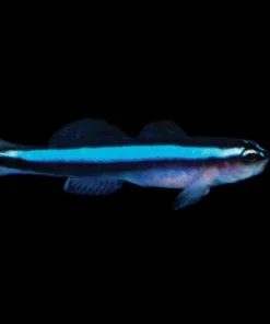 Captive Bred Neon Goby