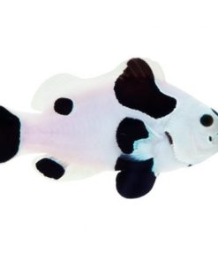 ORA Captive Bred Black Storm Clownfish