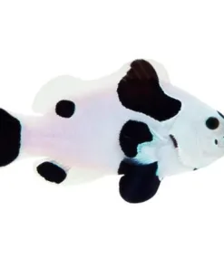 ORA Captive Bred Black Storm Clownfish