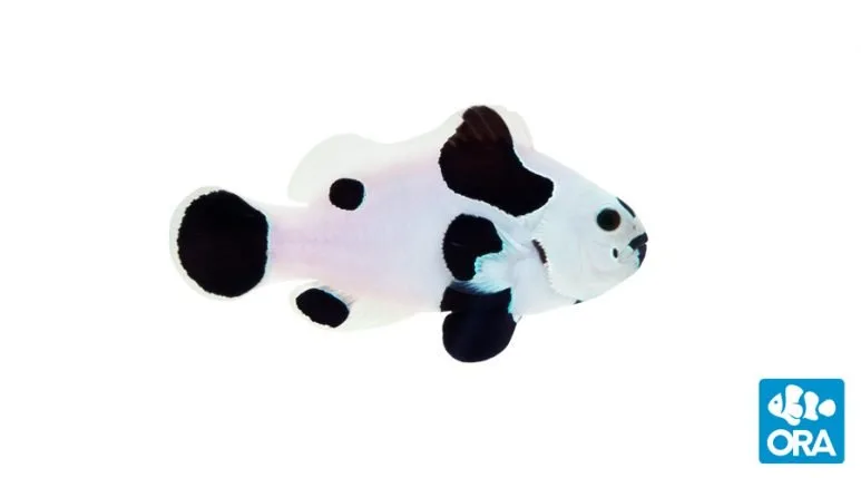 ora-black-storm-773x429