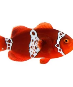 Captive Bred Lightning Maroon Clownfish