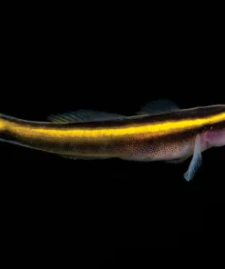 Captive Bred Yellow Line Goby