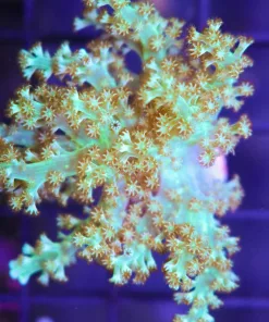 Green Nepthea Coral