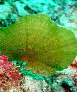 Mermaid Fan Macro Algae RARE