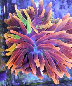 rainbow bubble tip anemone