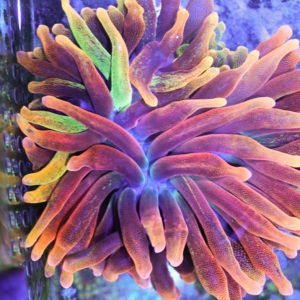 rainbow bubble tip anemone