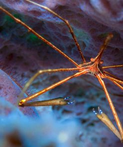 Arrow Crabs