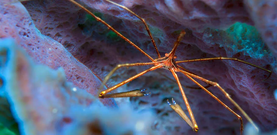 Arrow Crabs Arrow Crabs