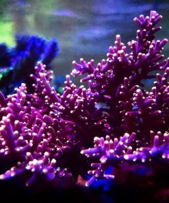 WWC Little Red Ferrari Acropora
