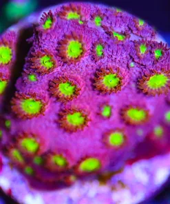 Bling Bling Cyphastrea