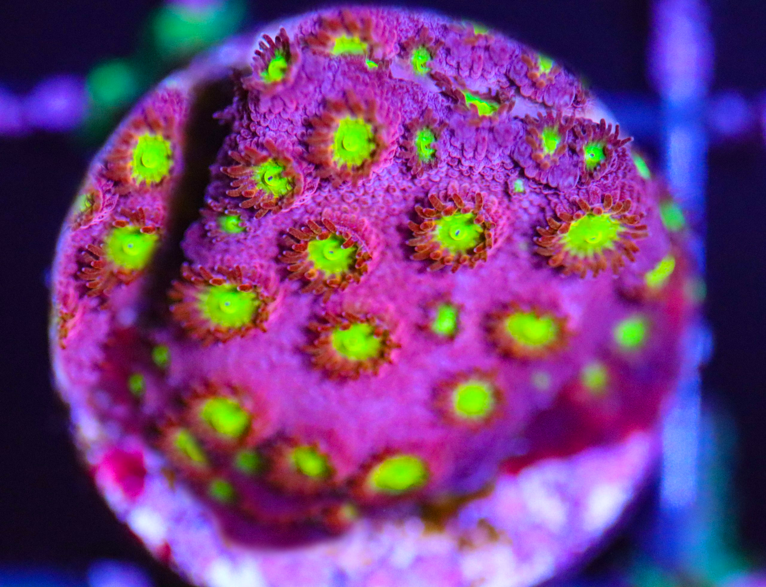 JF Bling Bling Cyphastrea - Frag Box Corals