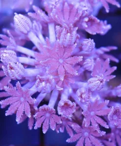 Pulsing Xenia Coral