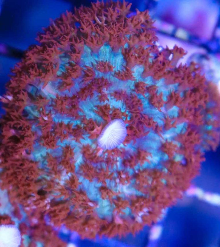 XL St. Thomas Mushroom