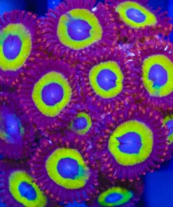 Belladonna zoas