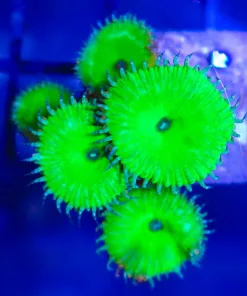 Nuclear Green Palythoas