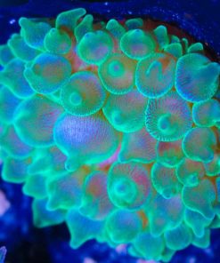 Large Green Bubble Tip Anemone