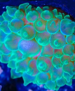 Large Green Bubble Tip Anemone