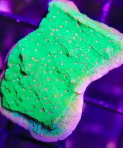 Small Christmas Montipora Frag